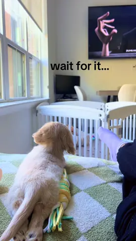 he’s invested .. the head turns🥹🥹🥹🥹🥹 #minidachshundpuppy #dachshund #dachshundsoftiktok #weinerdog 