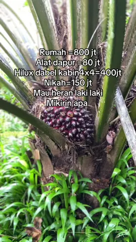 Mimpi tadi malam #masukberandafyp #sawitontiktok #sawitkalimantan #petanimuda #fyptiktok 