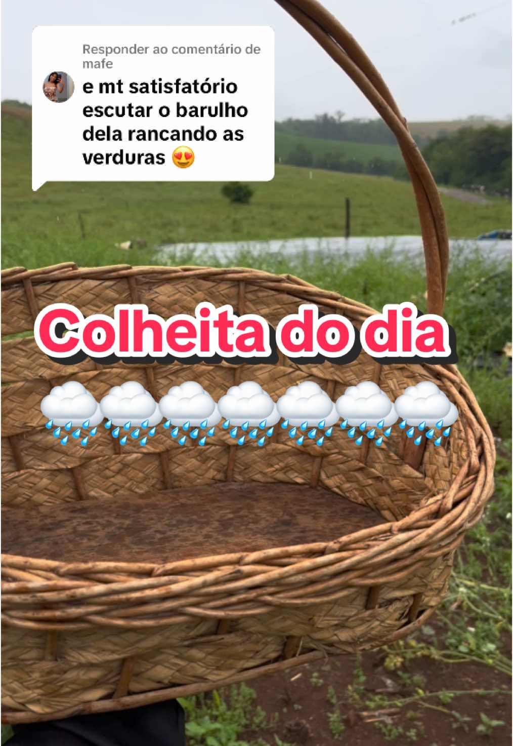 Respondendo a @mafe asmr pegando salada na horta #agricultura #horta #hotaorganica #asmr #colheita #hortaemcasa 