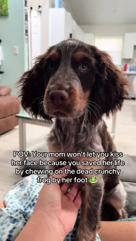 Rolo is upset that he is not being granted kisses after trying to eat a dead frog he found 🤢 #funnydog #puppytiktok #englishspringerspaniel #cutedoggo #dogsbeingdogs 