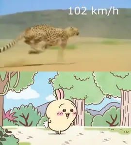 usagi solos >>> #usagi #chiikawa #hachiware #usagichiikawa #fyp 