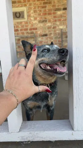 Love from an uninterested blue dog, Dusti Rae  #blueheeler #Love