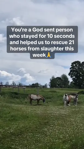 Your help is our hope #horsesoftiktok #equine #horses #fyp #HorseRescue 