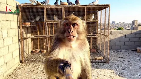 #الشعب_الصيني_ماله_حل😂😂 