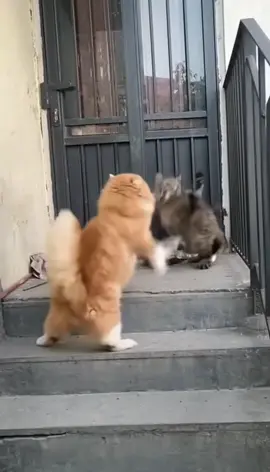 #cat #funny #ai #humor #mortalkombat 