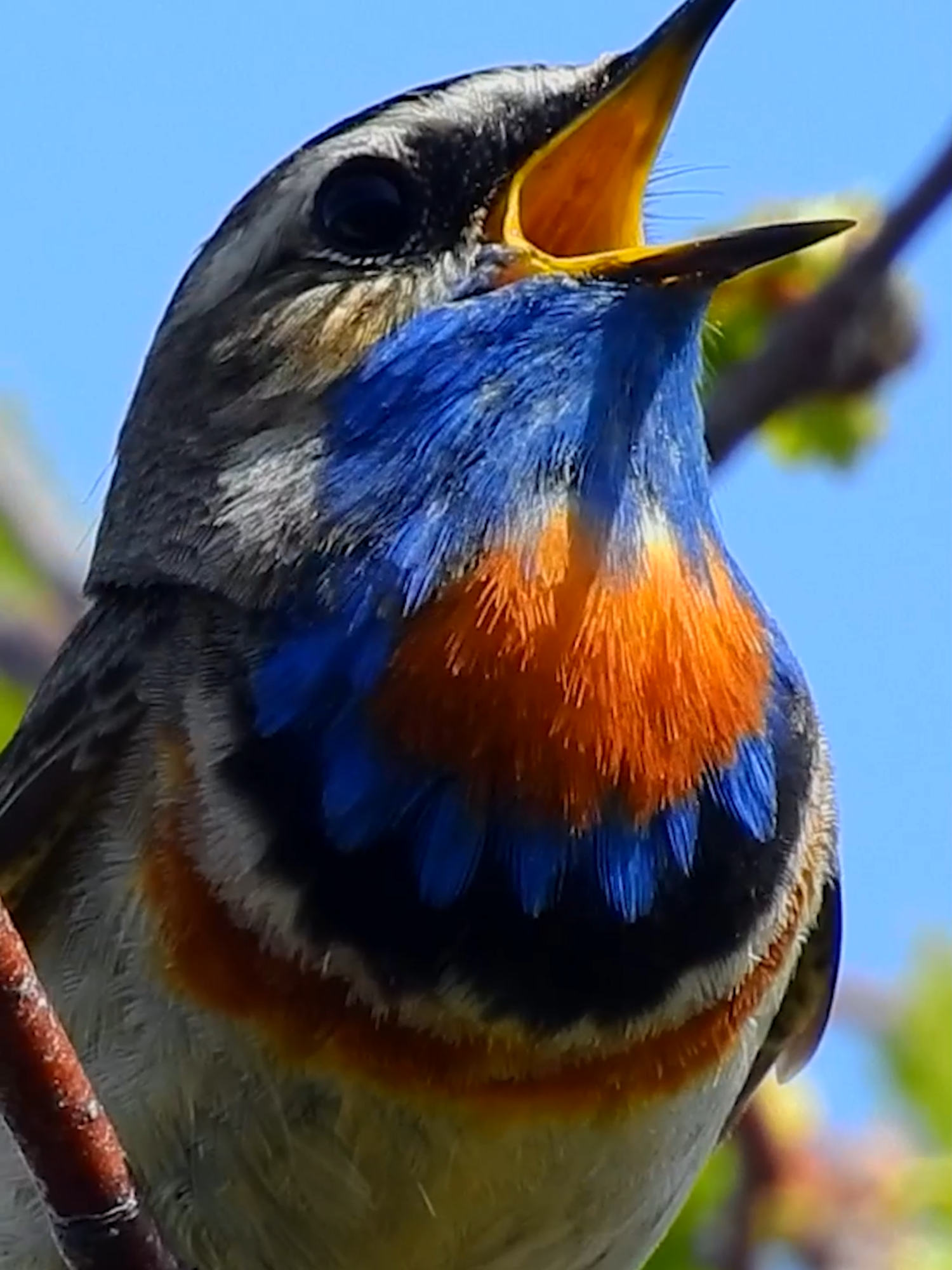 Bluethroat call song Blåstrupe Blaukehlchen gesang Blauwborst zang Luscinia svecica Варакушка Gorgebleue à miroir Pechiazul Podróżniczek Slávik modrák Pettazzurro #Gravassryggen 19 mai 2024  #shorts #p1000 #Nikon #coolpix #coolpixp1000 #vogel #beautiful #bird #april #birdwatching #norway #birdslover #naturelovers #wildife #peacefull #relaxing #sound #song #sang #chant #vogel #geluid #våren #bird #birdwatching #naturelovers #beutiful #norway #coolpix #p1100