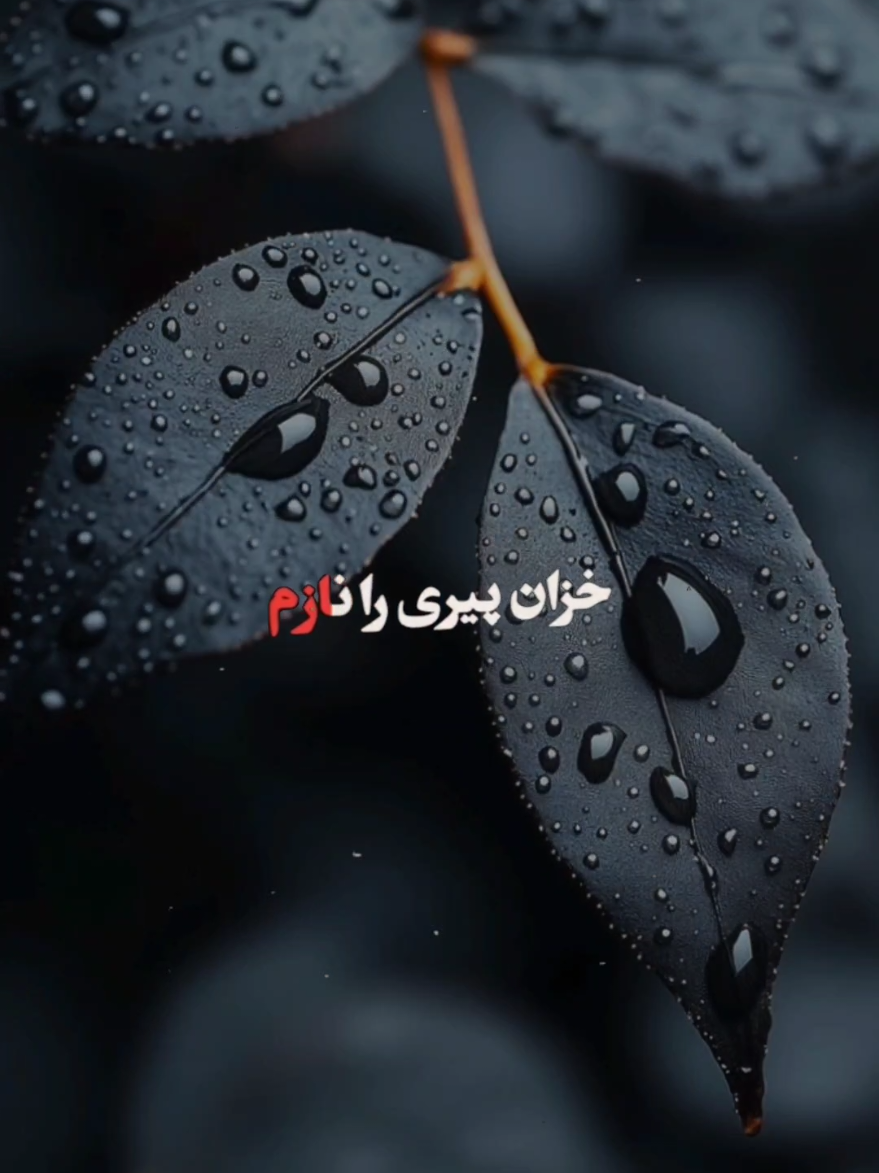 #تمپلیت_جدید_2025 #افغانستان_تیک_تاک #CapCut #furyoupage 
