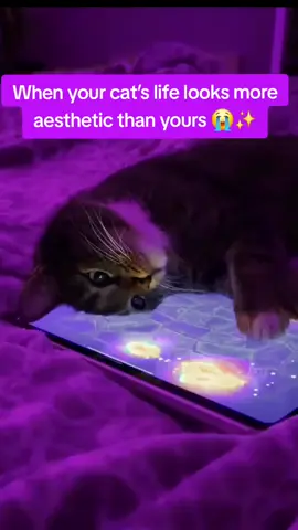 #cattok #cat #catsoftiktok #viral 