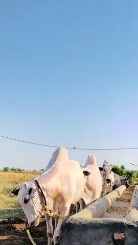 Beauties 💕#fatehjangibull #shoq🥀 #trending #foryou #foryoupage 