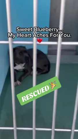 Blueberry (ID #A5727549) — a sweet, gentle boy just 1.5 years old, sitting scared and confused in his kennel at Baldwin Park Shelter. He’s been trembling for weeks, heartbroken after being abandoned by the only family he ever knew. I’m so sorry, sweet boy. You gave your people all your love, and they still dumped you — knowing full well what could happen. Blueberry is not doing well in the shelter. He’s terrified of all the noise and chaos, and he doesn’t understand why he’s here. He just wants to feel safe again. He came in with another dog and did great in the play yard — so we know he has the potential to thrive with the right support. Doesn’t care for cats — he’s a big ol’ scaredy cat himself! So a cat-free home would be best. He’s not just another dog in a kennel. He’s a living, feeling soul — and he’s begging for someone to notice him before it’s too late. Baldwin Park Animal Care Center, CA Shelter ID: #A5727549 Please consider fostering or adopting. Blueberry needs a lifeline. #urgentdog #urgentdogs