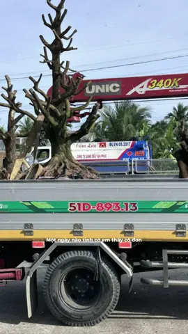 Bo 3 sieu phẩm tứ qúy 80 hoành cự khủng