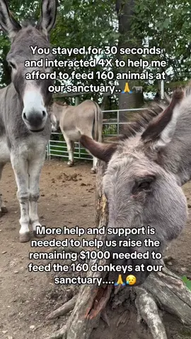 More help and support is needed to help us raise the remaining $1000 needed to feed the 160 donkeys at our sanctuary....🙏😥🫏#donkey #sanctuary #donkeyrescue #donkeysmatter #DonkeyLove 