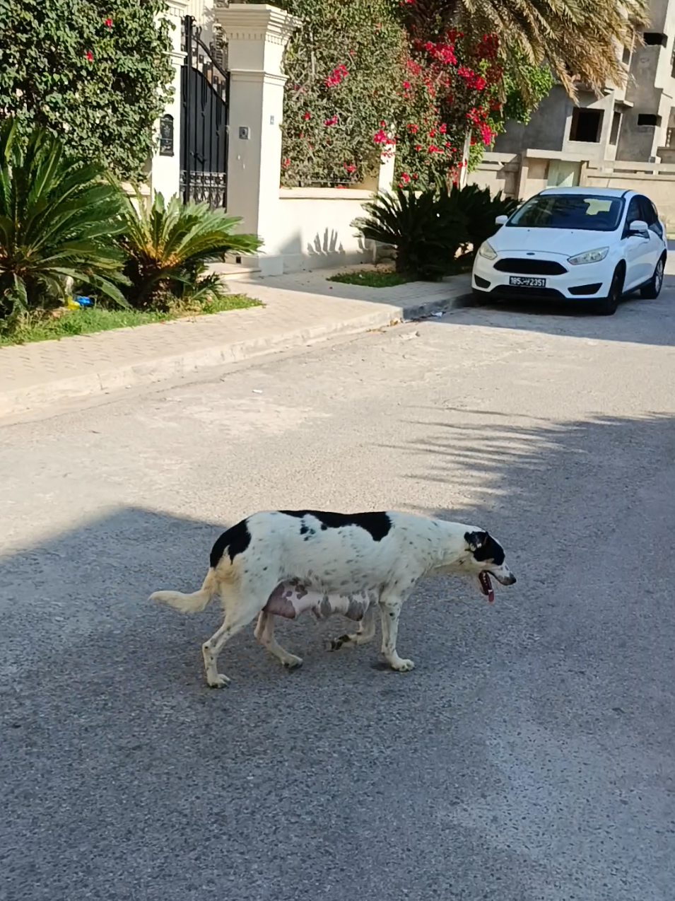 street dogs 🐕♥️  #dogsoftiktok #streetdogs #dogs #animallover 