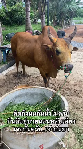 คิดถึงจึงมาหาสดสมบูรณ์ได้เจอกันแน่ไม่หราบวัวแน่นอน#ลังสาดเหมราชน้อย❤️ #เจ้ากันยา #ค่ายโคเสี่ยกฤตม่วงงามสงขลา 