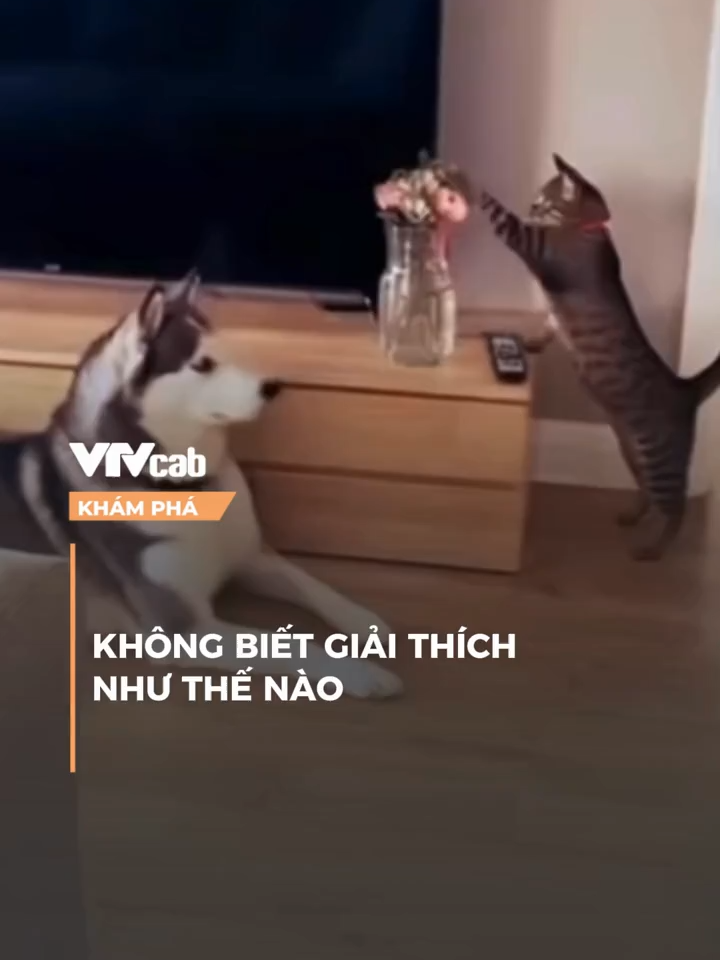 Không biết giải thích như thế nào #vtvcab #khampha #onlive #NDH