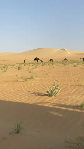 الحوايا# الربع الخالي@