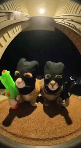 Funny Cats #cat #sora #trending #ai #viral 