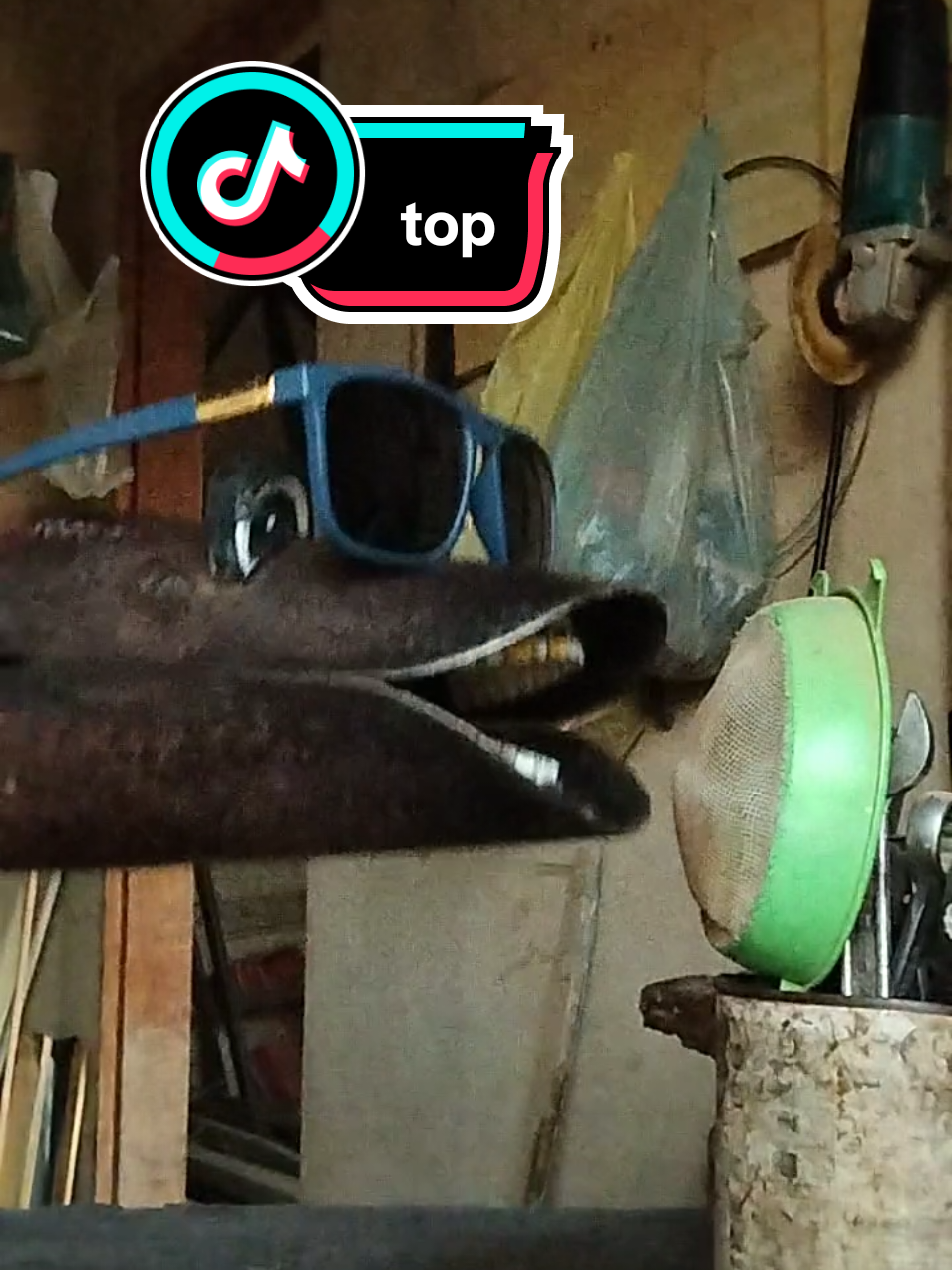 cavadeira cantora #ferramenta #cavadeira #dublagem 