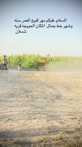 #07819155044#مشاءالله_تبارك_الله_اذكروالله #الخيل_معقود_في_نوصيها_الخير❤✔ 