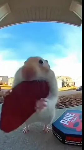 chubs 🐹 try's 🔥the  one  Jolo 🔥 chip 🔥 challenge?🥴#unfreezemyacount☑️ #creatorsearchinsights #foryoupageofficiall❤️❤️tiktoklover #goviral 