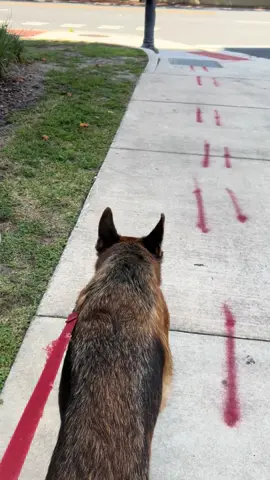 #spoileddog #HealingJourney 