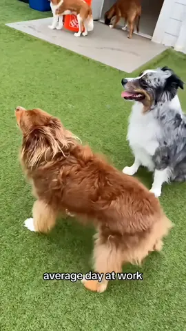 Dance to the beat 🐕 #dog #pet #baby #Love #lovestory #bestfriend #cute #dogsofttiktok #foryou #usa🇺🇸 