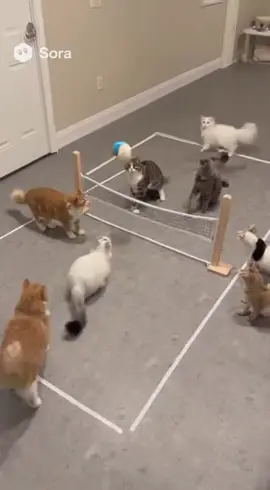 Cats🐈Playing Waliball #catsoftiktok #cat #playing #fyp #tiktok 