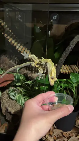 Just wanted Haku to try a new goop flavor 🥲 are his nostrils going to be okay? . . . #friyay #cuteanimals #reptile #animallover #petlife 