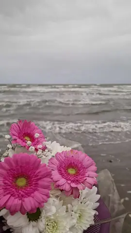بعض البشر ارزاق ٠٠٠ 🌹❤️🍃♡ يفوق امتلاك العقار والمال ٠٠٠♡      وبعضهم أذواق ٠٠٠٠ أدب وخلق ورقي وجمال ٠٠٠♡      وبعضهم أطواق ٠٠٠ نجاة وهدوء وراحة بــــــــــــال ٠٠      وبعضهم اشواق ٠٠٠♡ نرحل إليهم كلما الدمع سال   