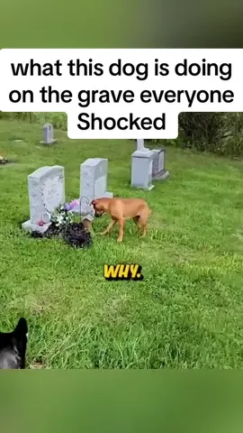 what this dog is doing on the grave everyone Shocked #motivation #dogsoftiktok 