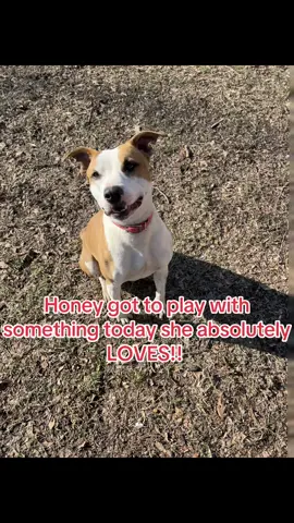 Honey has been in care with us for four years, one things she has shown time and time again that she absolutely loves is PUPPIES. Her and her buddy Dell (poor chap couldn’t keep up) met one of our newest intakes Millie! I think it’s safe to say they had a blast together! #pitbullsoftiktok #pitbullterrier #puppies #dogsplaying