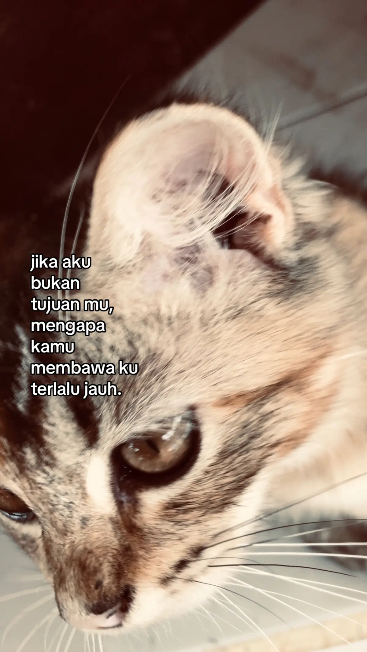 #fyp #xybca #galaubrutal 