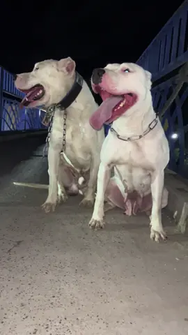 #dogoargentino #dogsofttiktok #الشعب_الصيني_ماله_حل😂😂 #كلاب_شرسة🐕💥 #الجزائر🇩🇿_تونس🇹🇳_المغرب🇲🇦 