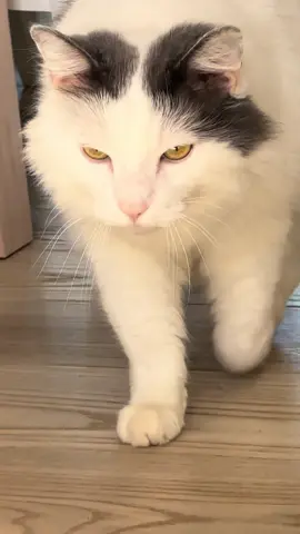 Oh lawd he coming  #blunderkitty #fyp #bigchungus #catwalk