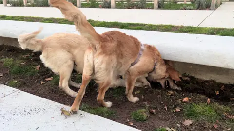 qu’est ce qui se passe dans la tête des goldens dans ces moments là sérieux? 🤣 d’ailleurs première fois que Molly creuse en 2 ans 😝 #golden #trend #dog #fyp 