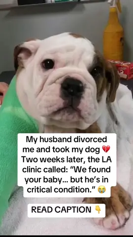 Two weeks. No calls. No answers. He took Cooper when he left — and disappeared. 💔 Then Monday morning, I got the call I’ll never forget. “Your dog’s here… but he’s in critical condition. Kidney failure. Please come now.” I dropped everything. Raced to the clinic shaking. 😭 When I saw him, I collapsed. He was on IV fluids, barely breathing — gums pale, eyes glazed. “What happened to him??” I begged. The vet said softly, “Severe pesticide poisoning… it’s from a flea collar.” 😰 My stomach dropped. My ex had bragged about buying a “stronger” one — said it would keep the bugs away. He had no idea it was killing him. “These collars release neurotoxins through the skin,” the vet explained. “They go straight into the bloodstream — damaging the kidneys, liver, and brain. We see this far too often.” 💔 Then she showed me what she uses instead: “This is BugMD — it’s plant-powered 🌿 Made with clove and cottonseed oil. Kills fleas and ticks naturally — no poison, no chemicals.” If only I’d known sooner. If Cooper had been wearing BugMD, he’d still be here. 😭 They did everything — detox, meds, oxygen, fluids. But after 48 hours… his kidneys shut down. He passed Tuesday morning. 💔 Because someone trusted a “safe” flea collar that wasn’t safe at all. Dogs don’t know what’s toxic. They just trust the people who love them. 🐾 Please — check your dog’s collar today. If it’s chemical-based, take it off. You can find BugMD on Amazon — link in bio. 🛒 😭 Comment “GUT” and I’ll DM you my toxin-free pet first-aid kit list + my bone broth detox recipe. 🦴 One collar. One bad decision. Don’t let your story end like mine. 💔🐶 #BugMD #PetSafety #DogHealth #DogTok #PetParents    
