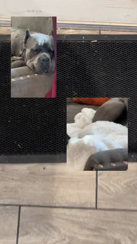 Muddy Mats help keep the dust and dirt at the door! Grab one for your mess makers today! #muddymat #mud #winter#pets #christmasgiftideas 