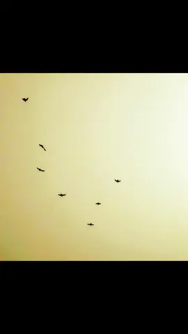 #القادم_افضل_بأذن_الله🙏 #سماوه #الخضر #راجعين_بقوه_ان_شاء_الله 