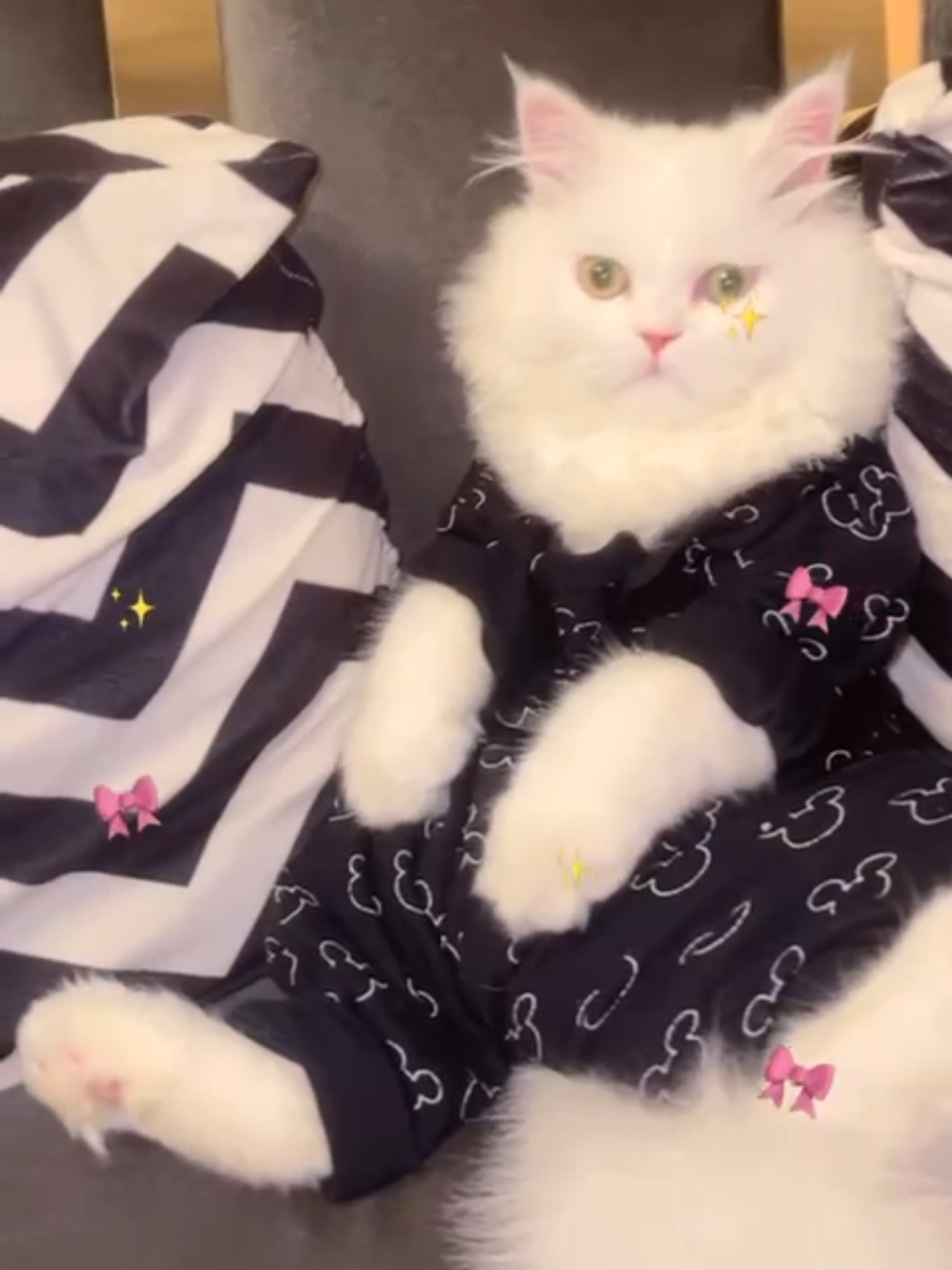 Ma Sha Allah ❤  #mashaallah💖💖 #trendingcatsvideos😻🐈🐈🐈 #foryoupage❤️❤️ #fyp #catlovers 