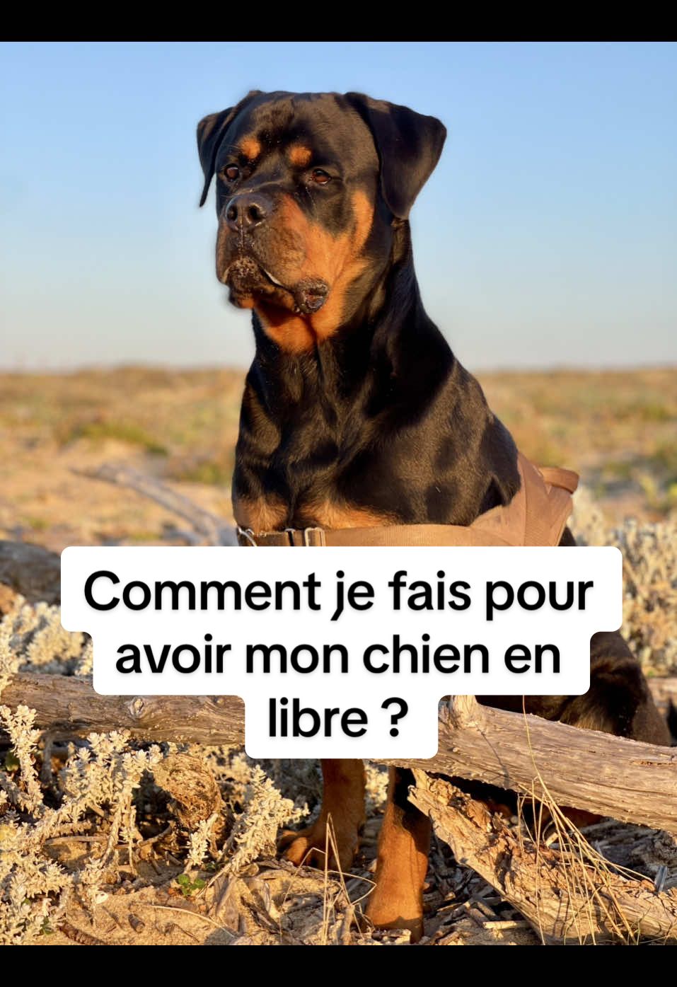 Chien avec rappel ou stop à distance = libre accepté Chien qui ne maitrise pas le rappel ou le stop = longe  #rottweiler #educationcanine #chien #dressage #rott 