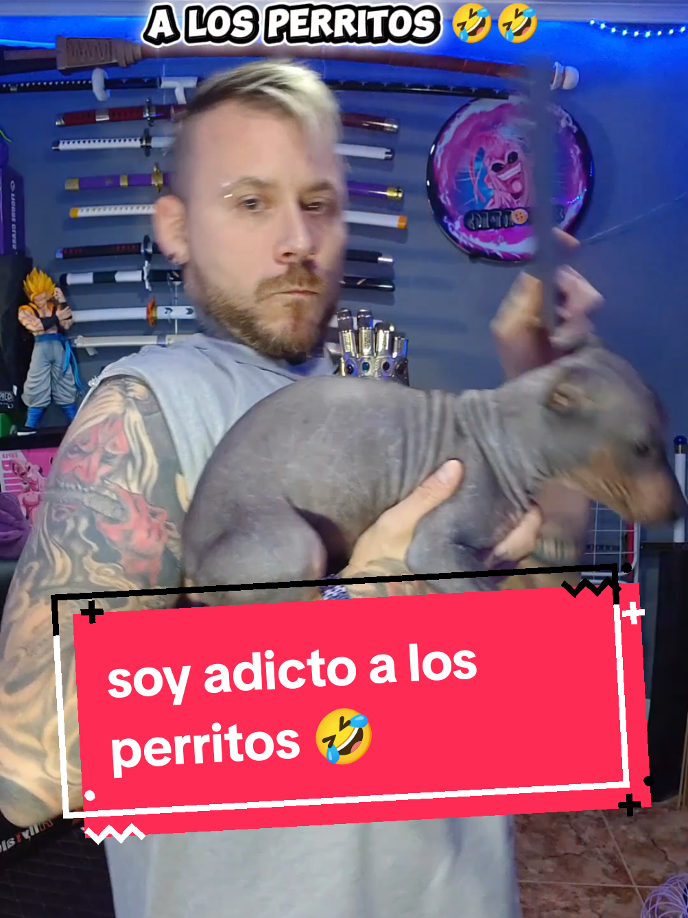 mis aficiones 🤣🤣 y las tuyas?? #humor  #mascotas  #perrito  #perros  #cachorro 