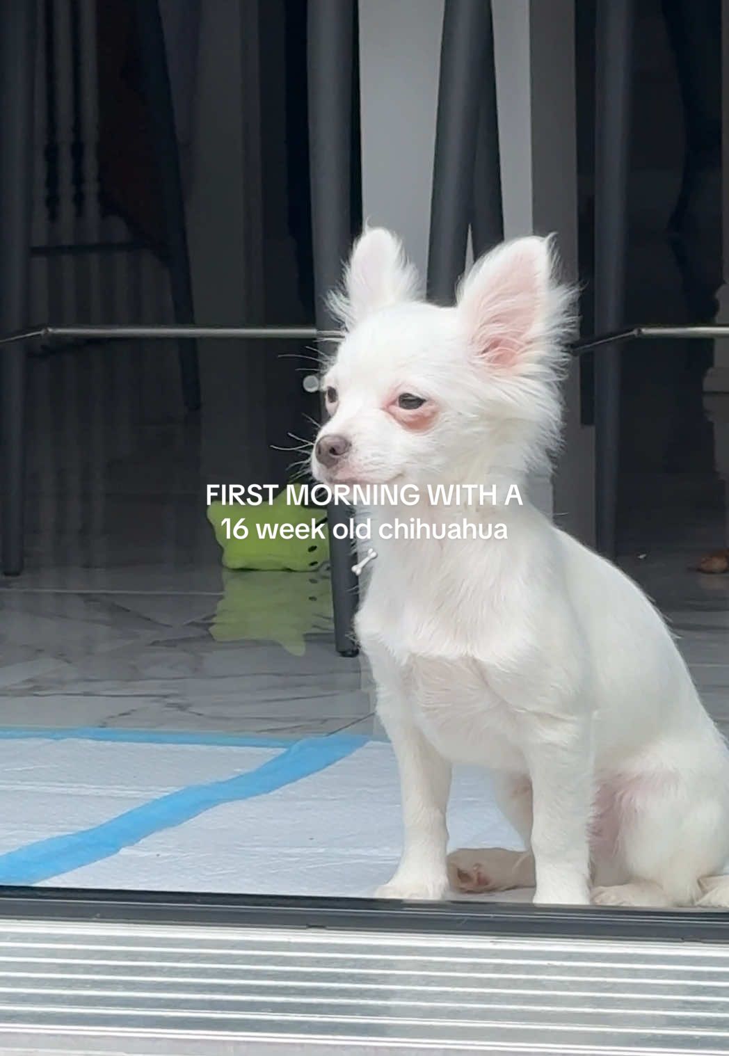 this baby right here slept in his crate ALL night with no crying?!😭🥹 #dogmorningroutine #puppy #puppylife #cratetraining #chihuahua 