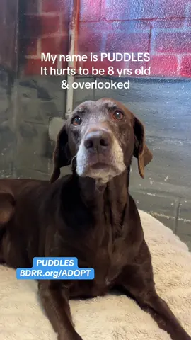 Meet Puddles, an 8-year-old Labrador Retriever mix who once had a family she thought would love her foreveruntil they surrendered her to a high-kill shelter in Tennessee. 💔 Thankfully, Big Dog Ranch Rescue saved her in 2022, and she’s been waiting ever since for someone to see the wonderful girl she is. Even though she’s a senior, Puddles still loves to splash around in the pool, play with her toys, and snuggle up close after a day of fun. She’s gentle, easygoing, and always ready to share quiet moments by your side. Housetrained, great on a leash, and full of love, she’s been overlooked for far too long and deserves to spend her golden years being cherished. Puddles would do best as the queen of her own castle, finally getting the love and devotion she’s waited her whole life for. After being abandoned and overlooked, she deserves to spend her golden years curled up beside someone who will never give up on her again. Her adoption fee is only $100 which includes,  spay/neuter, vaccinations, microchip, free training class, and a free bag of dog food! 🐾 Adopt: www.BDRR.org/adopt  💙Donate: www.BDRR.org/miracle-fund 🐶Lifesaving Member: www.BDRR.org/lifesaver 💲Venmo: @bigdogranchrescue 💰CashApp: @bigdogranchrescue 💵Zelle: finance@bdrr.org #bdrr #bigdogranchrescue #dogrescue #rescuedog #seniordog 