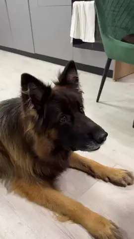 #germanshepherd 