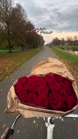 ❣️🥹🫶🏻 #هولندا #اوربا #ورد #explore 