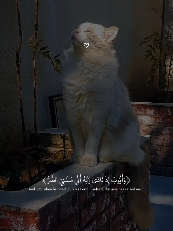﴿وَأَيُّوبَ إِذْ نَادَىٰ رَبَّهُ أَنِّي مَسَّنِيَ الضُّرُّ﴾تلاوه جميلة بصوت القارئ عبدالله أحمد شعبان 🎧 🍂 #عبدالله_احمد_شعبان #quran_alkarim #قرآن #quran 