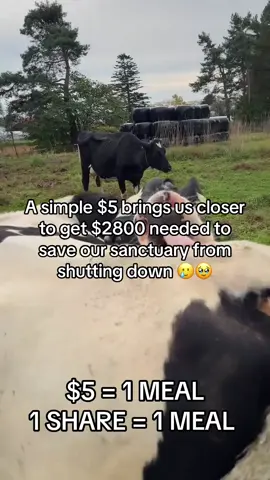 A simple $5 brings us closer to get $2800 needed to save our sanctuary from shutting down 🥲🥹🙏🆘 #vetbills #cows #cowsoftiktok #AnimalRescue #sanctuarylife 