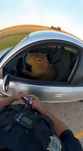 CAPY RUNNING FROM THE POLICE #police #capybara #driving #viral #capybaratiktok 