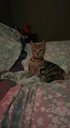 Fender Boy coming for your pumpkins 