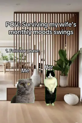 #catmeme #amuzant #fyp #viralvideo🔥 #foru 